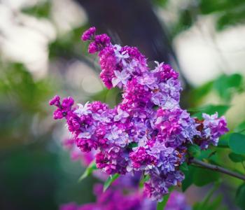 Purple lilac branch in the garden. Spring lilac flowers and green leaves. Selective focus.
