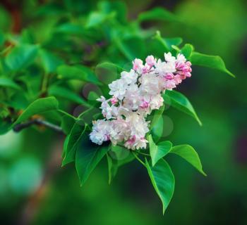 Branch of blossoming pink lilac flowers and green leaves. Selective focus.
