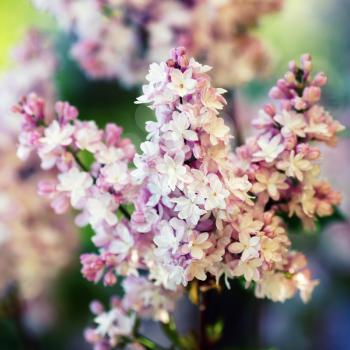 Branch of pink lilac flowers. Shallow depth of field. Selective focus.