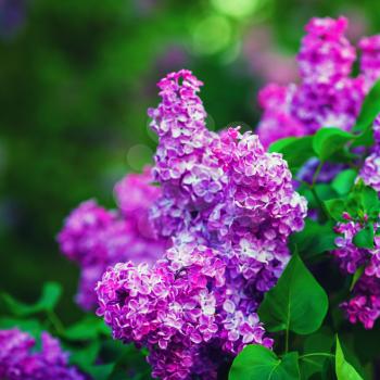 Blossoming purple lilacs and green leaves. Selective focus.