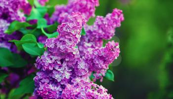 Purple lilac blooms in the garden. Shallow depth of field. Selective focus.