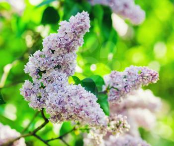 Blossoming lilac branch. Spring blooming lilac flowers. Selective focus.