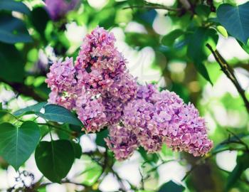 Pink lilac flowers on green leaves background. Blossoming lilac. Selective focus.