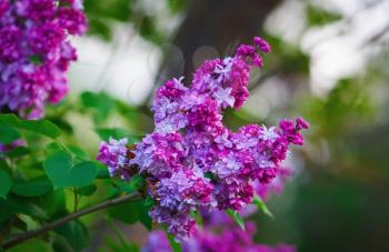 Blooming purple lilac. Branch with spring lilac flowers. Shallow depth of field. Selective focus.