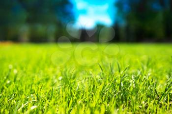 Horizontal green grass bokeh background