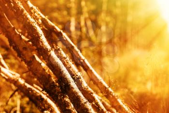 Felled birches with light leak bokeh background hd