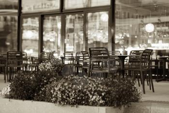 Flower bed near Norway sepia cafe background hd