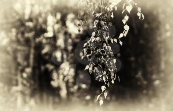 Horizontal right aligned sepia tree branch bokeh background