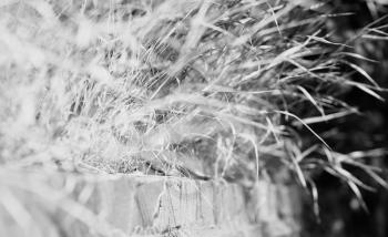 Black and white grass on pavement in sunshine light backdrop hd