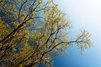 Yellow branches in sunshine