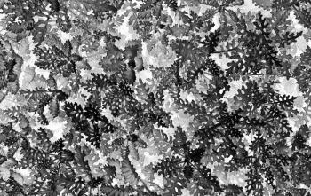 Horizontal black and white textured plants backgroundz
