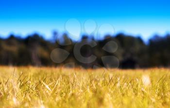 Horizontal grass on autumn field bokeh background hd