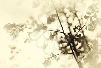 Sepia tree branches in sunlight background hd