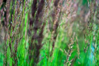 Meadow rye summer background hd