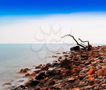 Horizontal vivid tree snag on rocky beach bokeh background backdrop