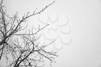 Left aligned tree branches empty background hd