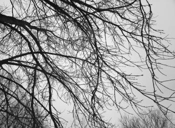 Diagonal black and white tree branches texture background hd