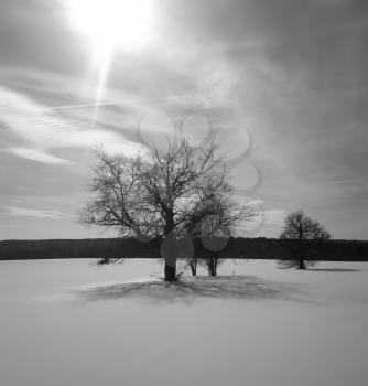Two dramatic trees on smooth snow horizon backdrop hd