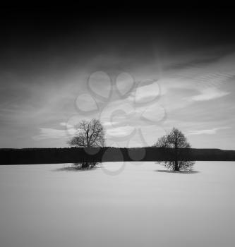 Two dramatic trees on smooth snow horizon backdrop hd
