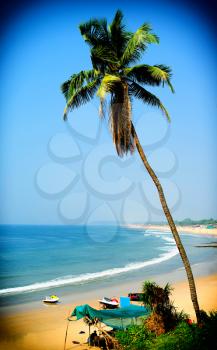 Vertical vivid palm tree on the beach backdrop hd