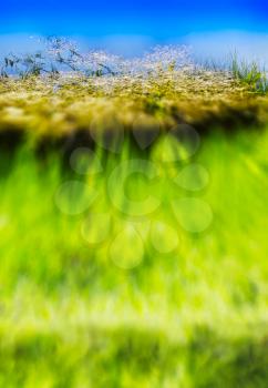 Vertical vivid summer blurred grass water reflection background backdrop
