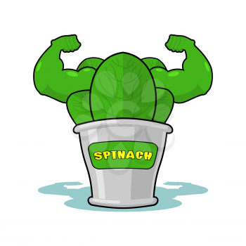 Spinach strong and powerful. Muscular arms of tin spinach. Healthy greens. Athletic Green sheets. Sports plant
