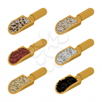 Rice in wooden scoop set. Parboiled and brown. Black and red. Basmati and wild rice. Groats in wood shovel. Grain on white background. Vector illustration