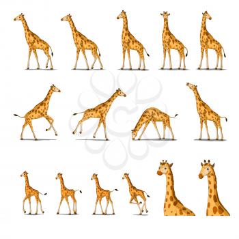 Set of African Giraffes separate images. Digital painting  full color cartoon style illustration isolated on white background.