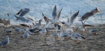 Seagulls at the Black Sea in a Frozy Winter Morning