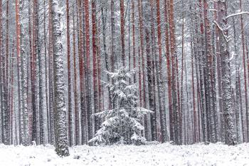 Wall of red pine trees in the winter forest