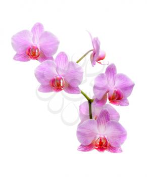 Pink orchid isolated on white background