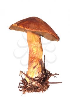 Mossiness mushroom isolated on white background