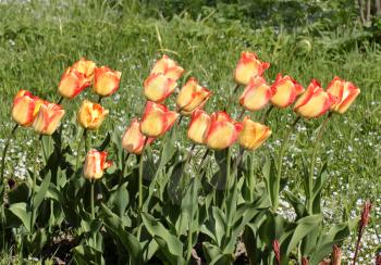 Orange tulips over the green background