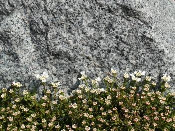 Blossoming moss over the granite rock