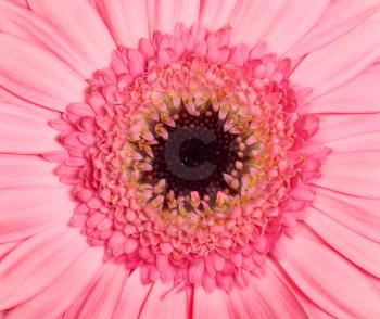Closeup view of the pink gerbera