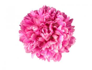 Pink peony flower isolated on white background