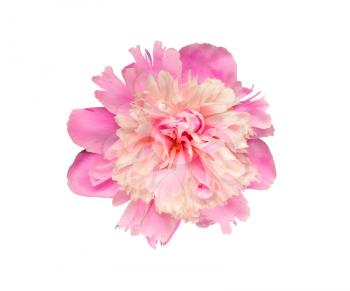 Pink and rosy peony flower isolated on white background