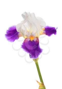 white-purple iris isolated on white background