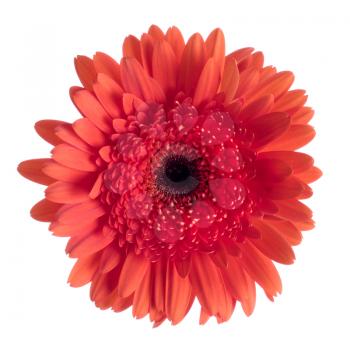 Beautiful red gerbera isolated on white background