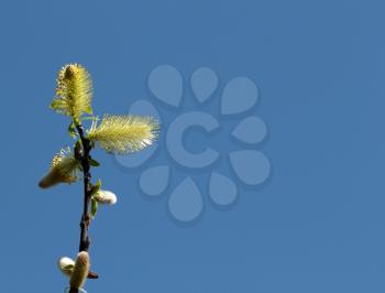 Blossom willow twig over the blue sky