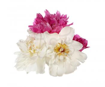 White and purple peony flowers  isolated on white background