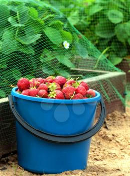 Strawberry in blue bucket over strawberry field