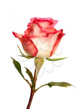 Pink rose  isolated on white background