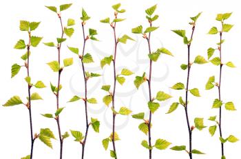 Set of spring birch branches isolated on white background
