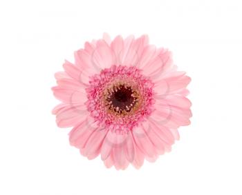 Beautiful pink gerbera isolated on white background