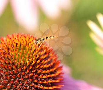 Insect sitting on the flower head