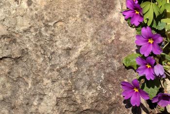Violet  flowers over rock background