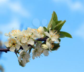 White flowers blossoming on a plum  tree over the blue sky background