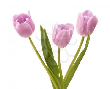 Three lilac tulips isolated on white background