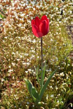 Spring red tulip on blooming moos background